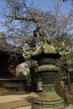 桜・寛永寺