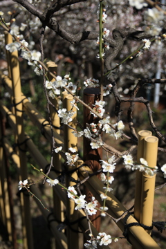 神社めぐり・湯島天神