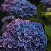 紫陽花