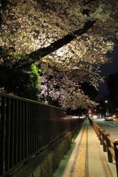 夜桜散歩