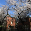桜・上野