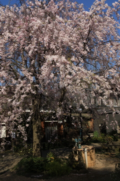 桜・谷中