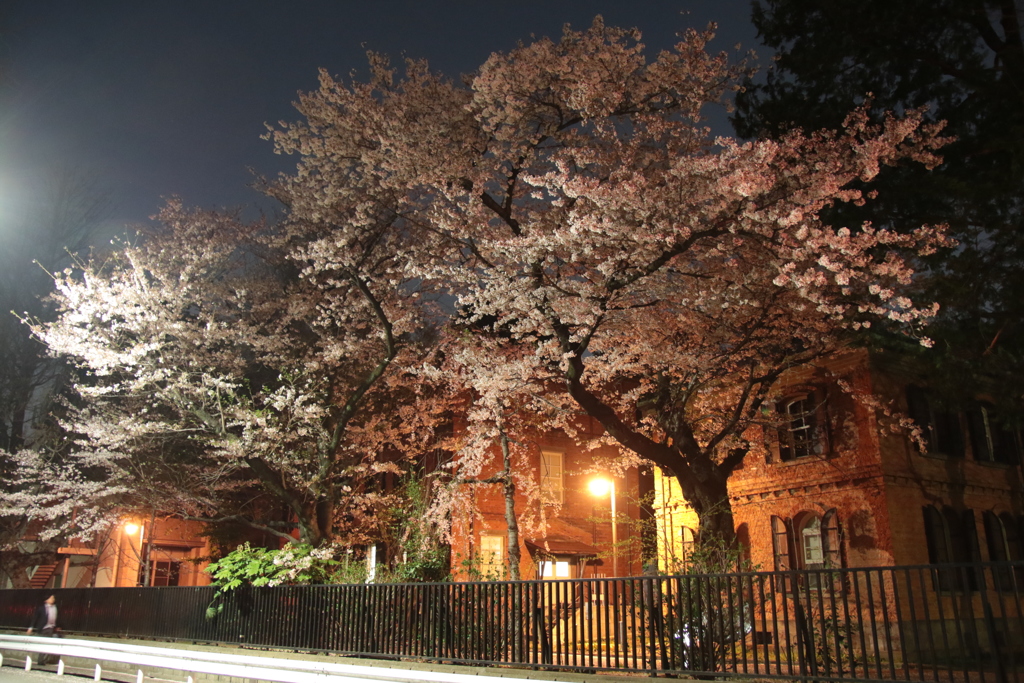 夜桜