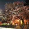 夜桜