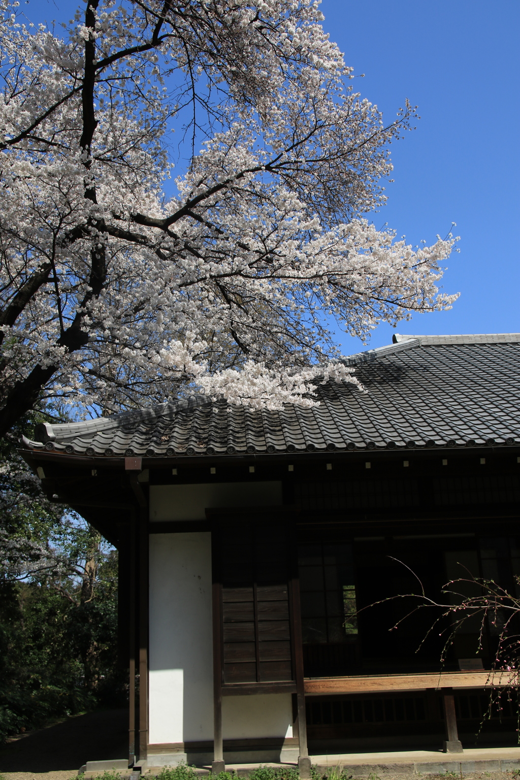 桜・国立博物館