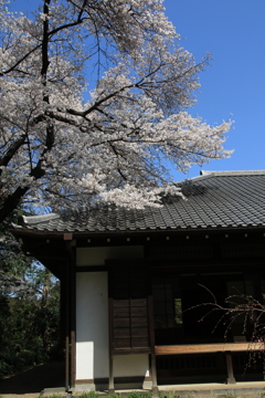 桜・国立博物館