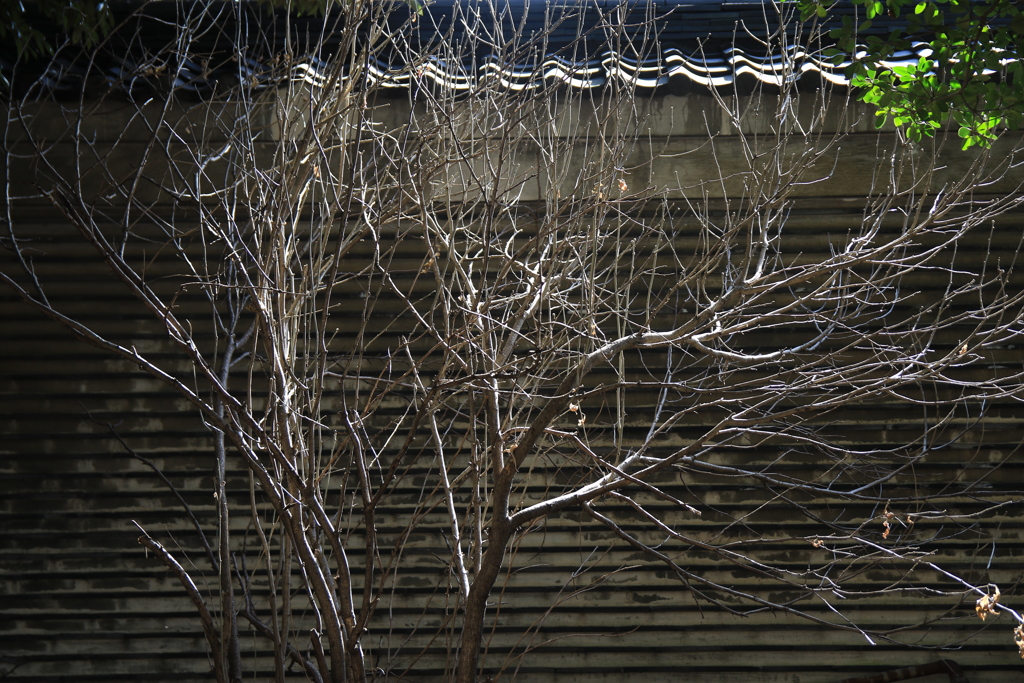 お散歩スナップ