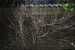 お散歩スナップ