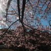 河津桜
