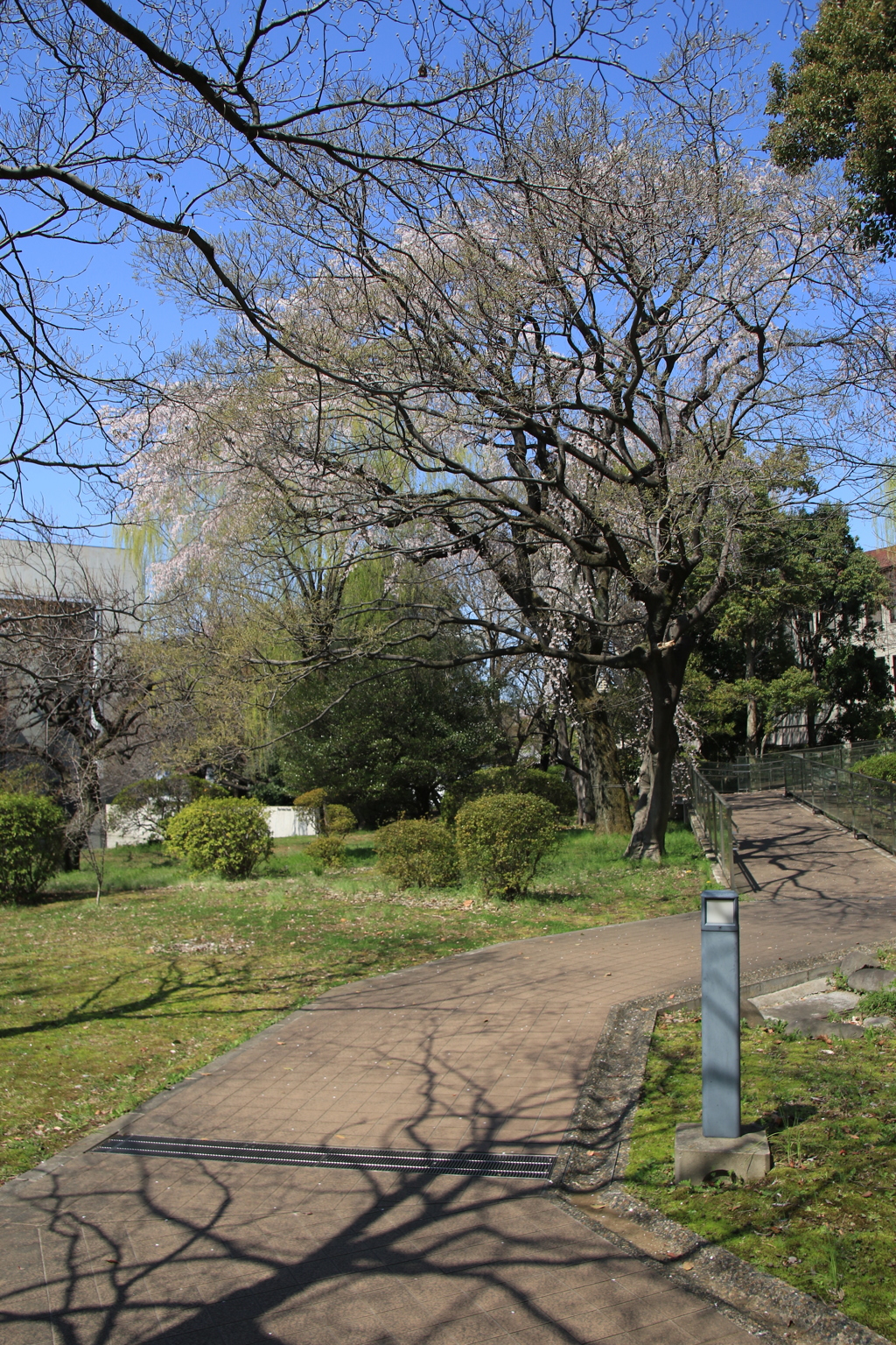 桜・国立博物館