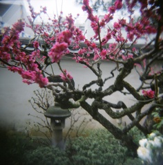 都市の中の寺の花