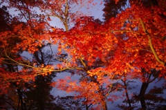 紅葉　山中湖