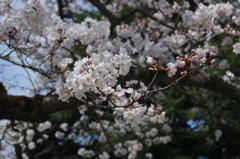 狭山丘陵　桜