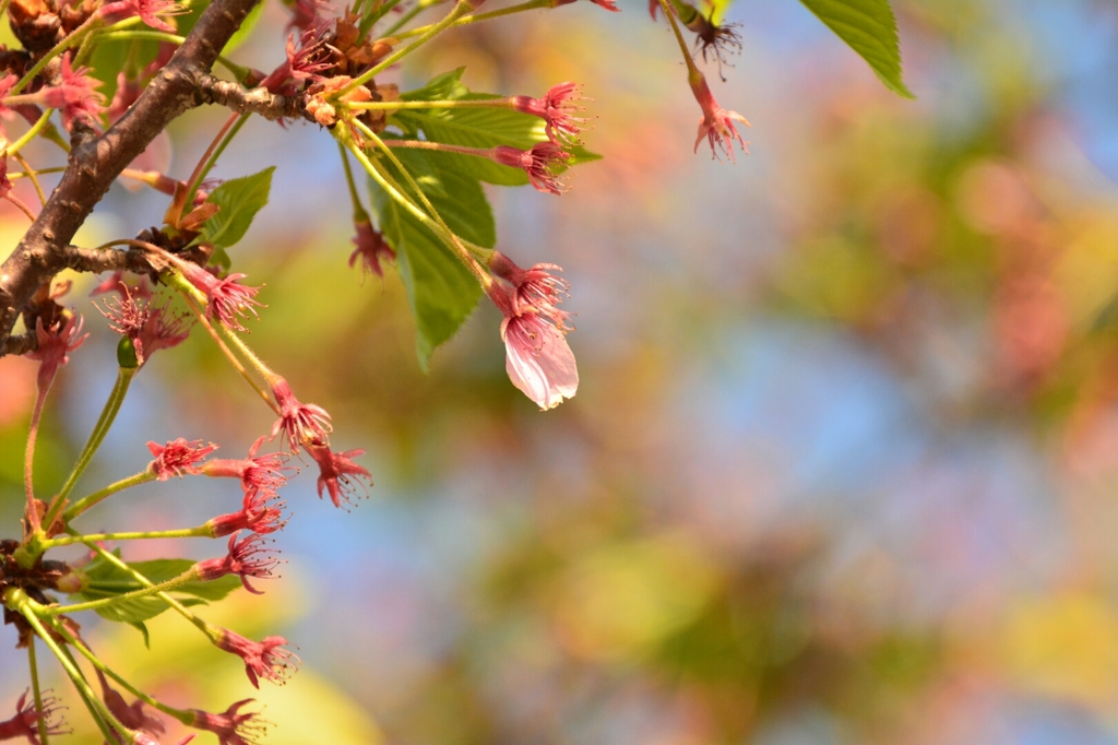 最後の花びら