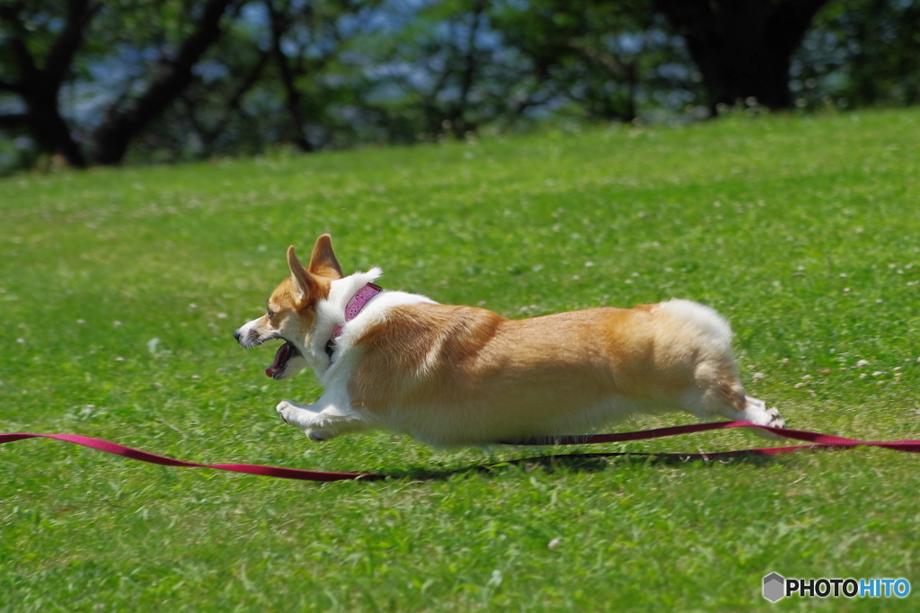 目指せ飛翔犬　えいや！