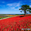 サルビア　花畑　やくらいガーデンにて　