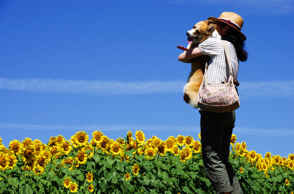 ひまわり鑑賞　愛犬ベリーも一緒に。