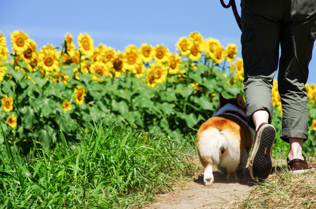 ひまわり鑑賞　愛犬べりーとともに