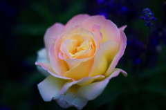 薔薇　試し撮り２