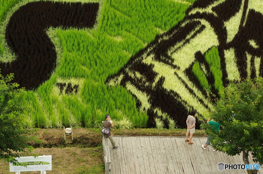 ベリーはここだよ。「田んぼアート2015」＠青森県田舎館村