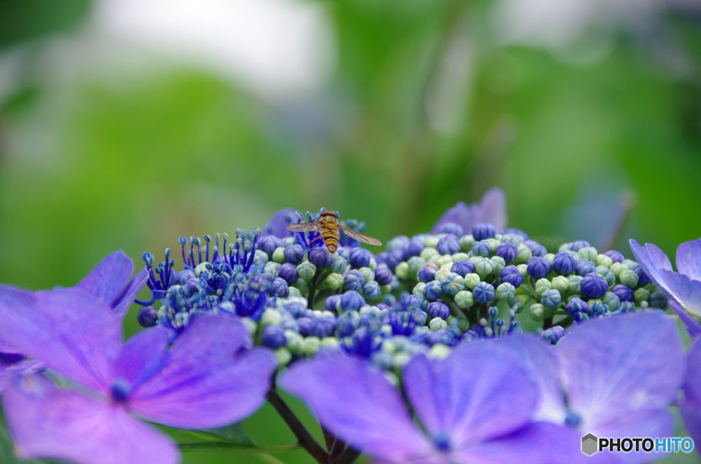 額紫陽花にお客さん