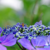 額紫陽花にお客さん