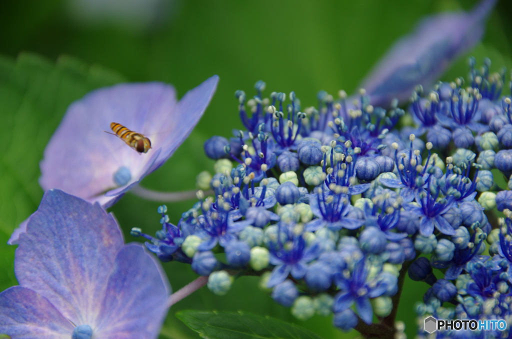 額紫陽花にお客さん、停まれるかな