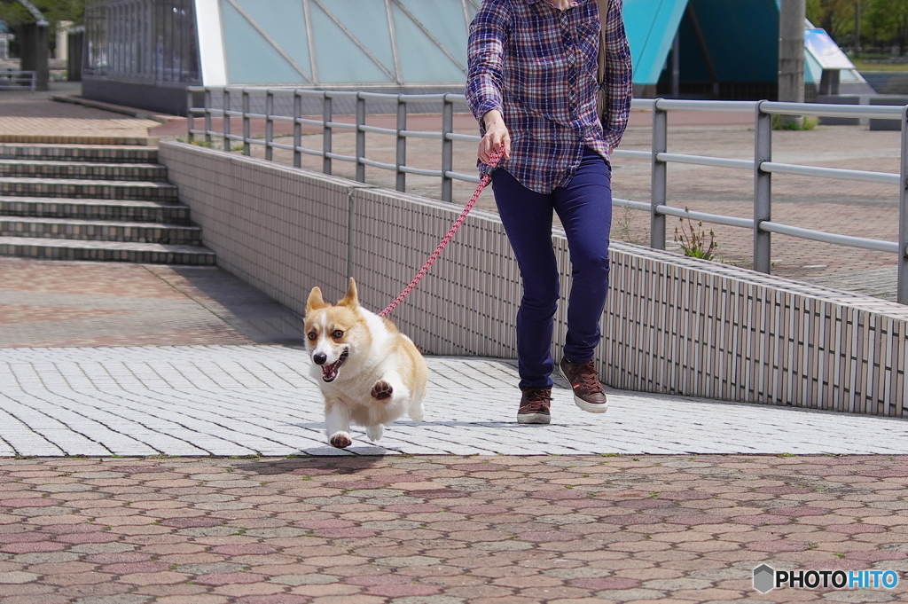 目指せ飛翔犬！それいけ！
