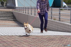 目指せ飛翔犬！それいけ！