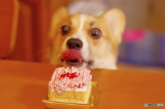 ケーキだ！　食べていい？