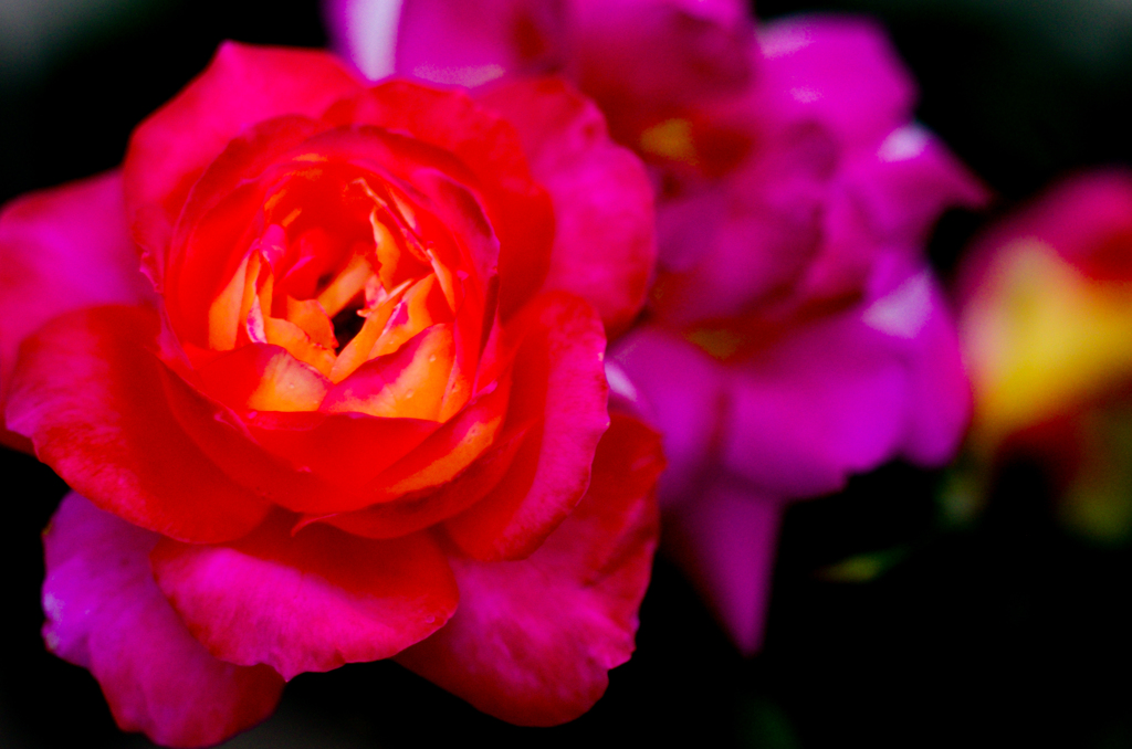 薔薇　試し撮り１