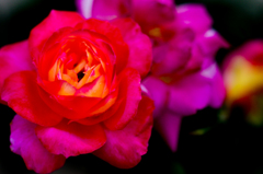 薔薇　試し撮り１