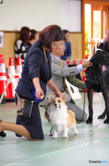 コーギー犬で一番！勝ち上がっちゃった！もうひと頑張り！