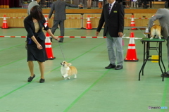 ドックショー　ちゃんと歩けてるかな？