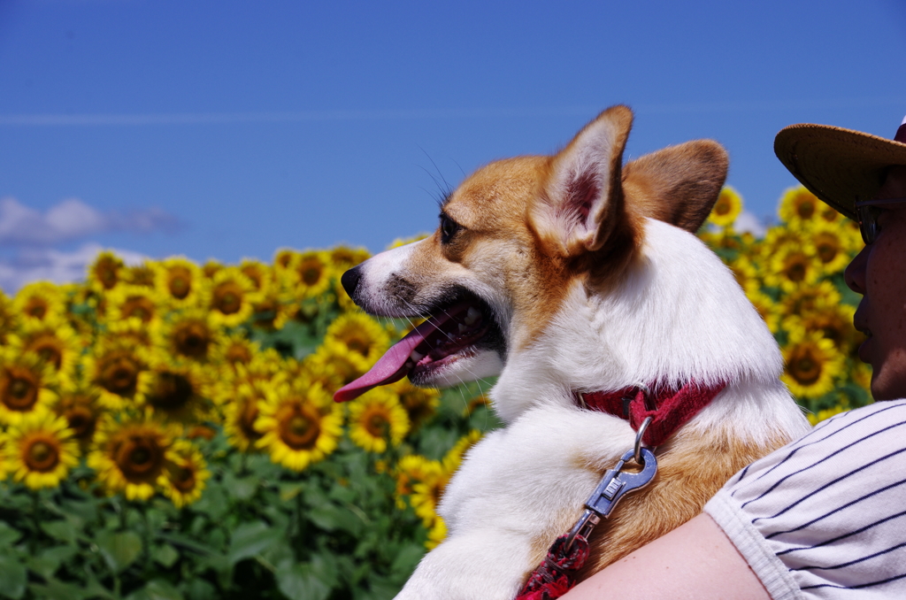 ひまわり鑑賞　愛犬ベリーさんと