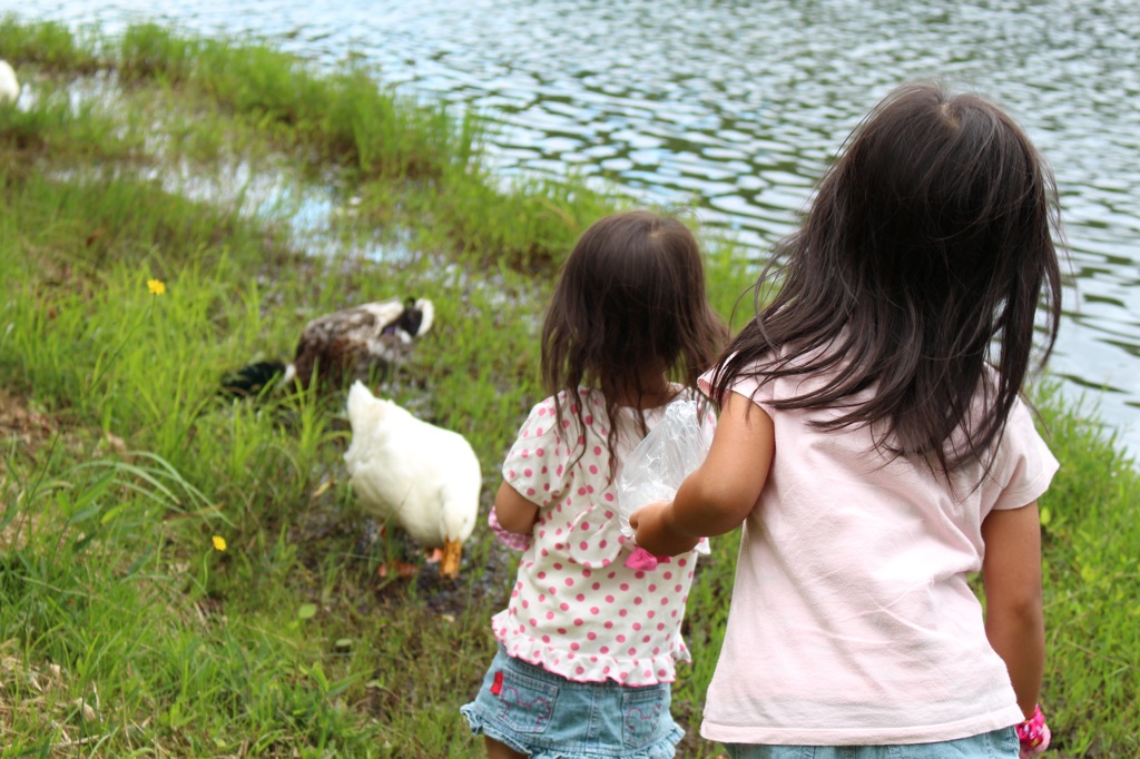 姉妹とアヒルたち