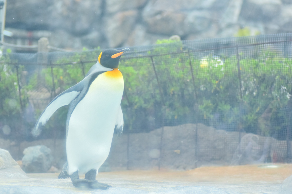 爽やかペンギン