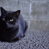 夜道の黒猫