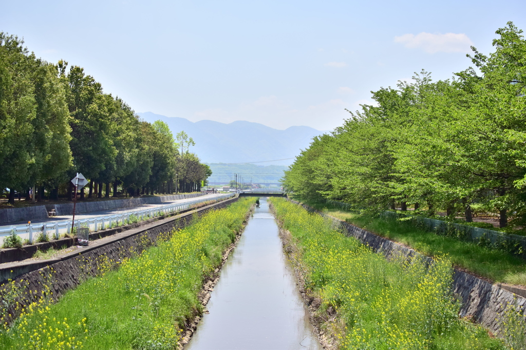 春から夏へ流れる小川
