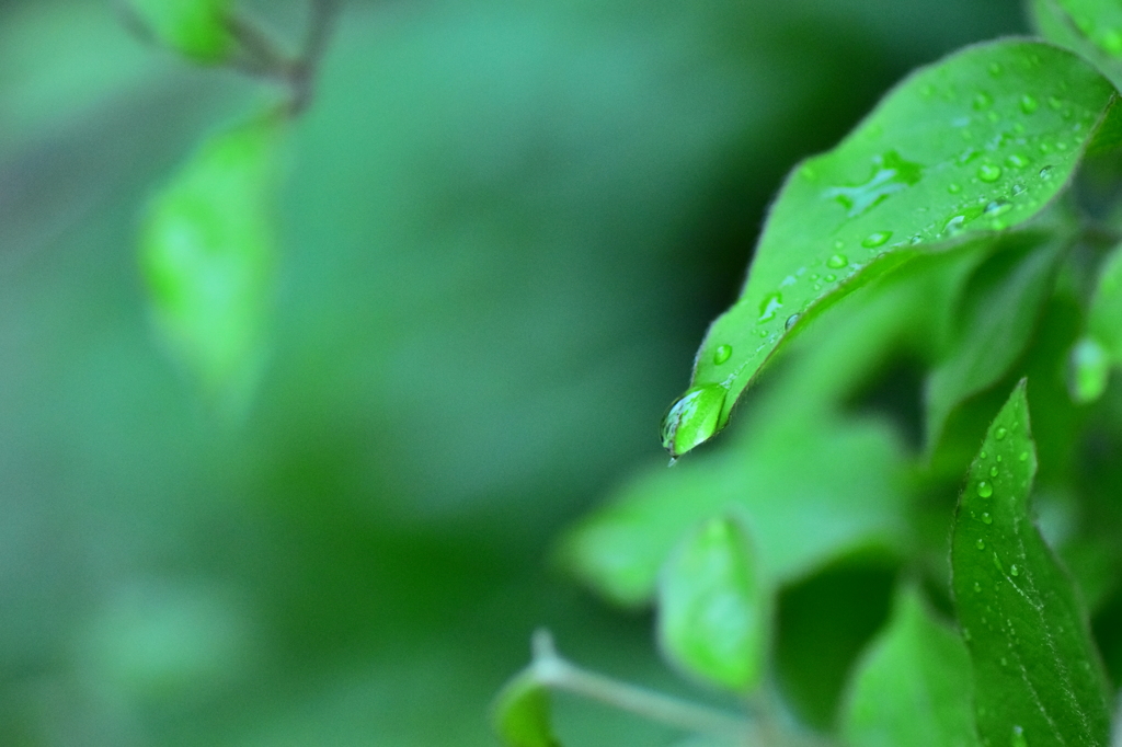 小雨のあと