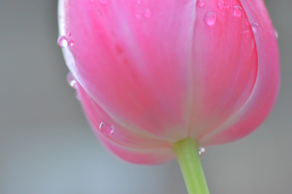 雨にも負けず