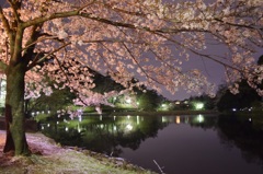 お祭りの夜桜