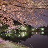 お祭りの夜桜