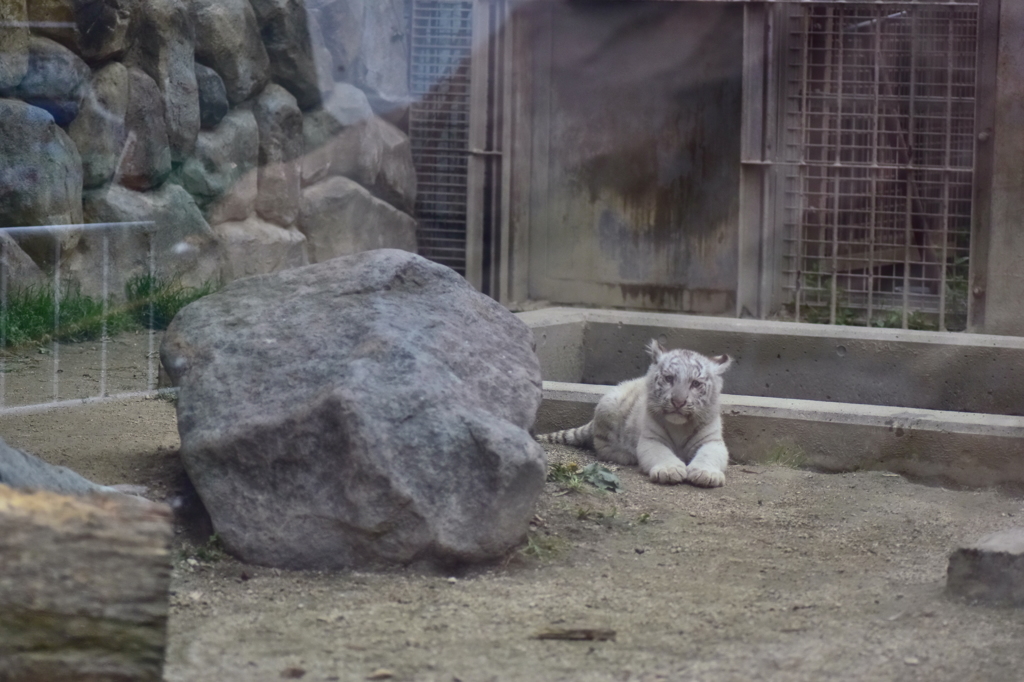 お母さんからかくれんぼ
