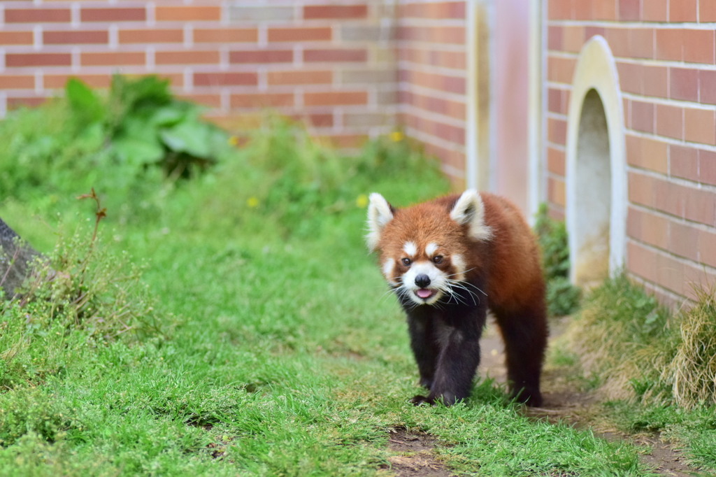 陽気なレッサーパンダ