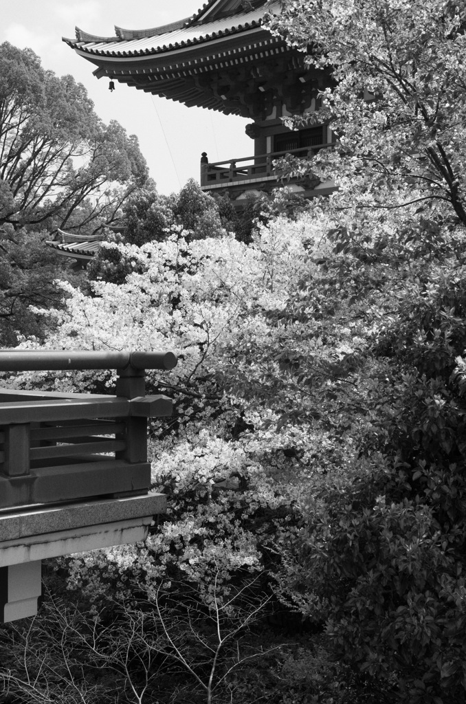 総持寺三門の春