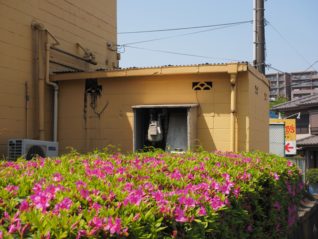 ツツジの咲くところ
