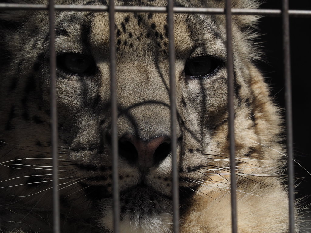 ホワイトタイガー