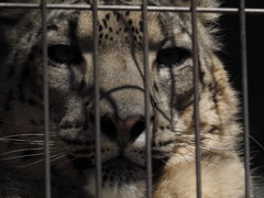 ホワイトタイガー