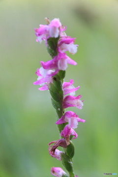 撮って出し(2024-07-16_15-00)-(Canon EOS 6D-90